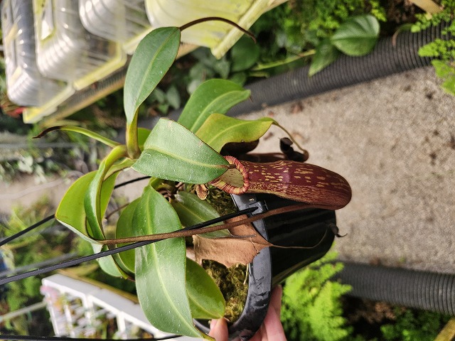 G317 1-4 N. spectabilis giant x edwardsiana #NNN - Y's Exotics