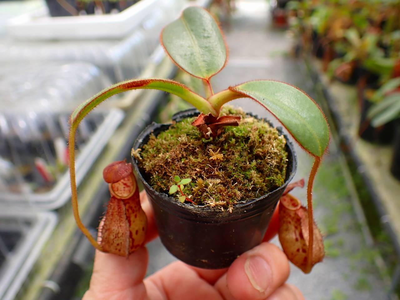 P535 5-1 N. erucoides x mindanaoensis - Y's Exotics （山田食虫植物