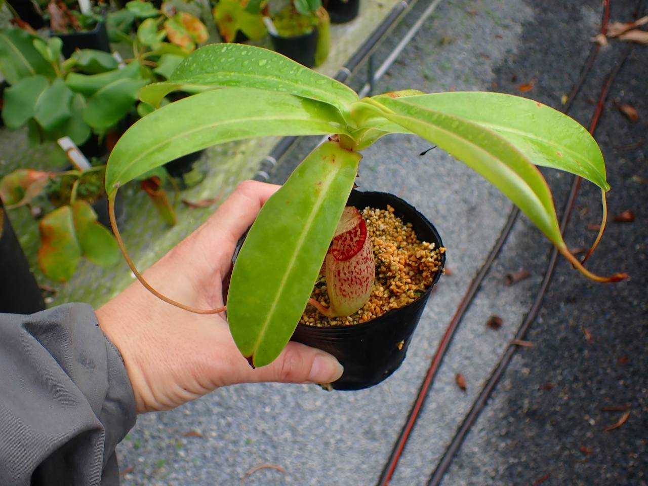 P664 5-3 #BBB N. (ventricosa x sibuyanensis) x northiana 山本