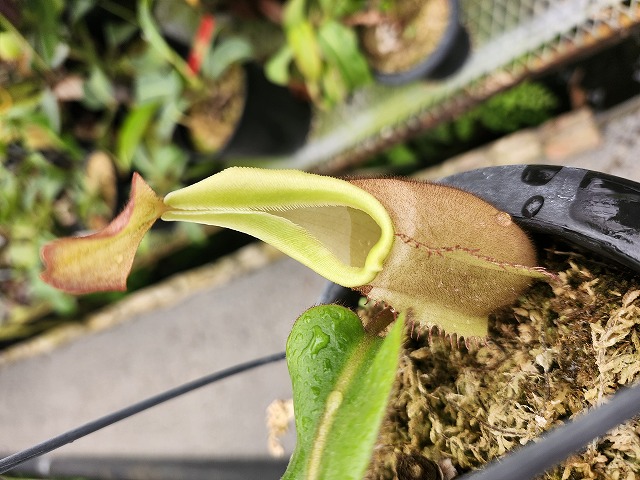 J188 1-2 N. veitchii Bario x veitchii striped peristome/pink/red