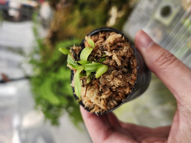 Y467 1-2 N. macrophylla {clone11, Gunung trusmadi, Borneo