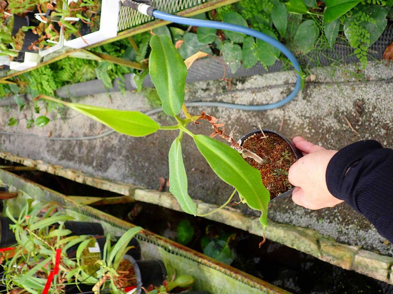 R222 1-1 #BBB N. maxima wavy stem x maxima (d) Sulawesi green Y's