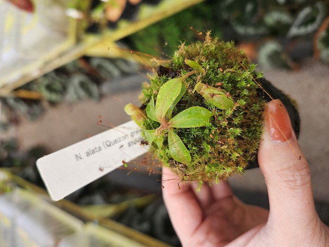 R189 1-3 N. alata (Quezon green) x ephippiata #NNN - Y's Exotics