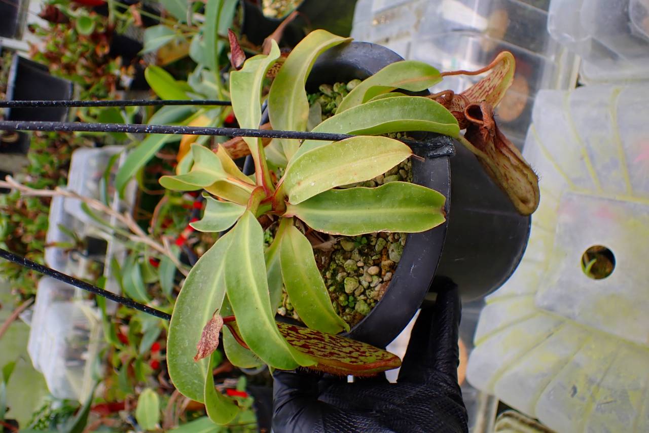 G887 1-2 N. Wittei 一正園 - Y's Exotics （山田食虫植物農園）