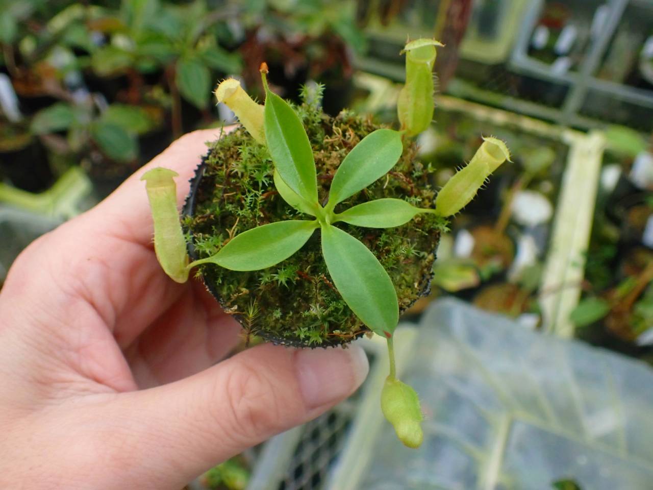 ナカツ　アンゼン　ころ セレクトセール2025】No.475 コロラトゥーレの2025 (父イクイノックス