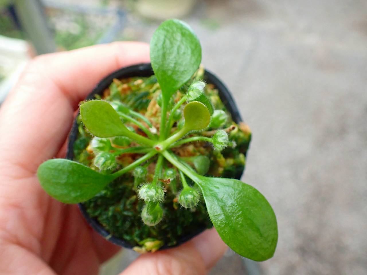 J204 3-1 [YA-30] Cephalotus follicularis Giant Y's Lab - Y's