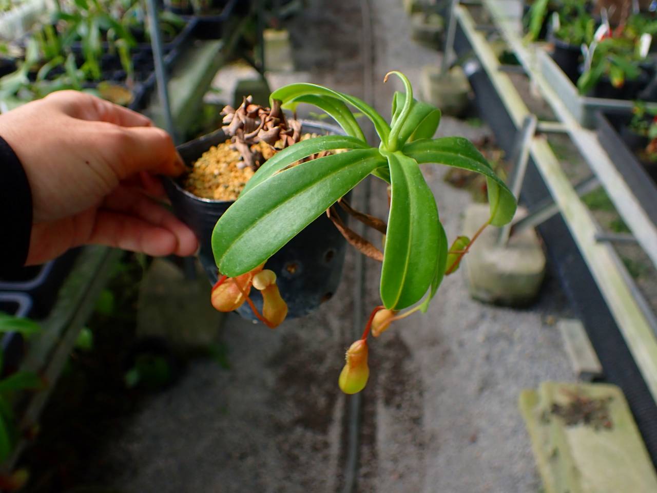 G480 3-2 N. ventricosa (seedling select) 山本 - Y's Exotics （山田
