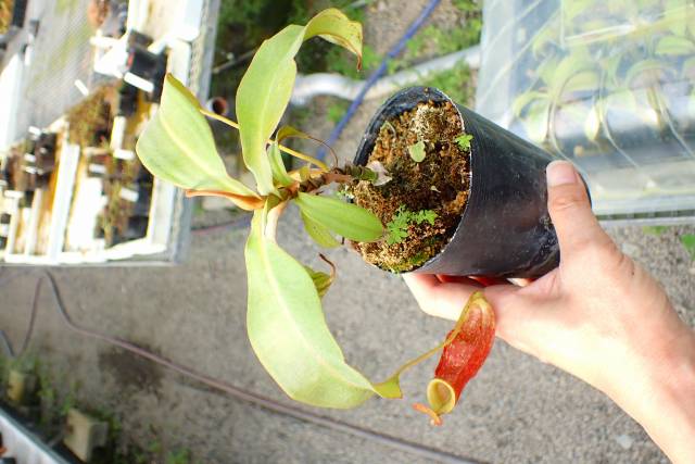 E205 4-2 N. viking green x xKuchingensis 猪熊 | Y's Exotics