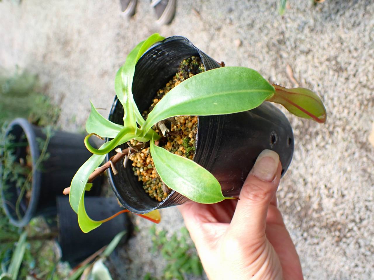 Y281 3-2 N. Ventrata - Y's Exotics （山田食虫植物農園）