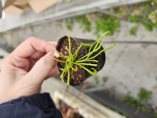 Y750 2H Darlingtonia californica Y's Lab - Y's Exotics （山田食虫