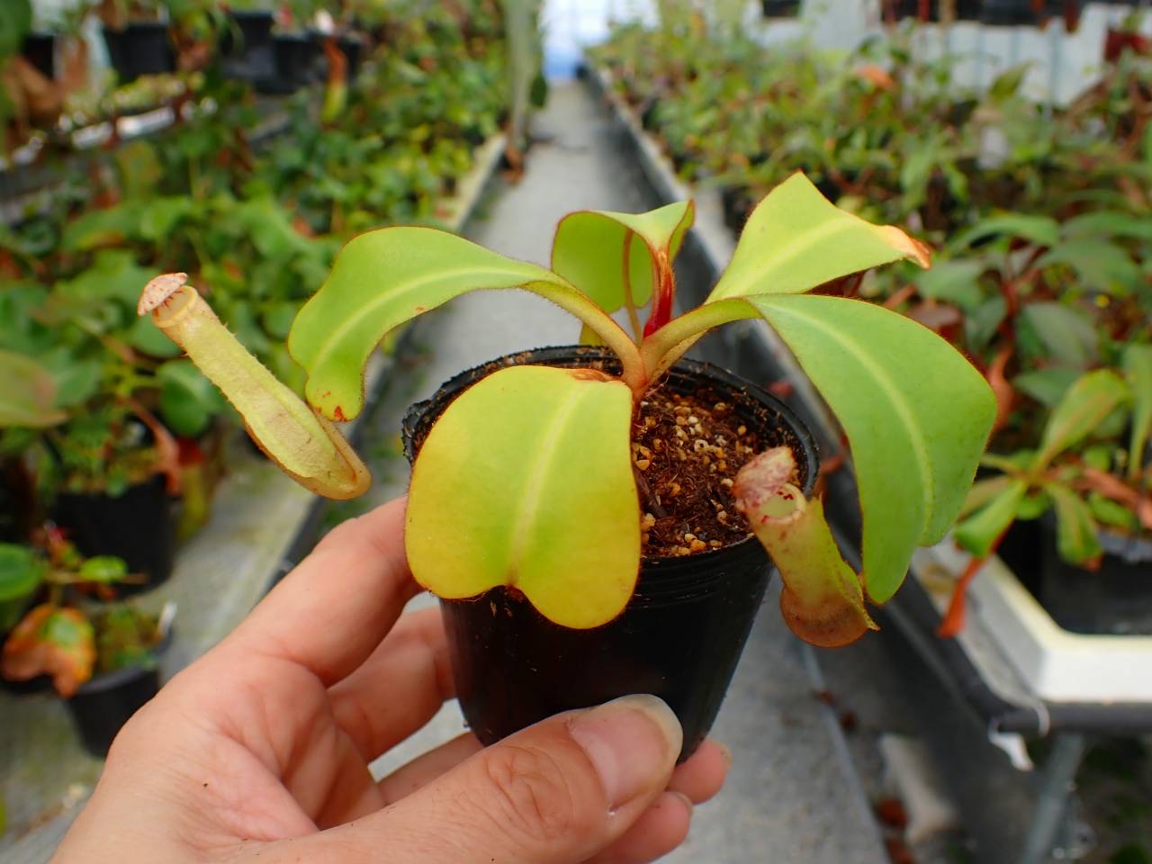 R656 5-1 [YA-170] N. clipeata Nep Garadner Y's Lab - Y's Exotics