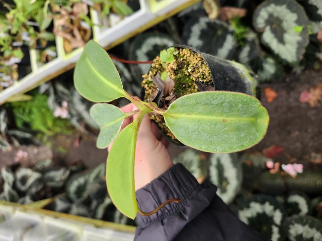 P431 1-2 N. rajah (wild No.1) Thai | Y's Exotics （山田食虫植物農園）