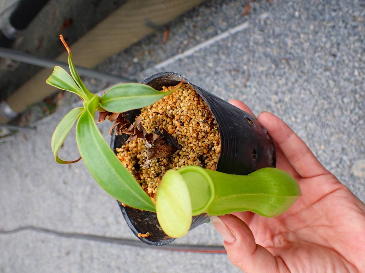 Y599 5-3 N. Nakaccho 一正園 - Y's Exotics （山田食虫植物農園）