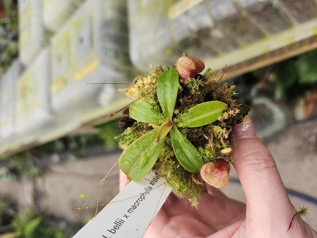 J144 1-4 N. belii x macrophylla #NNN - Y's Exotics （山田食虫植物
