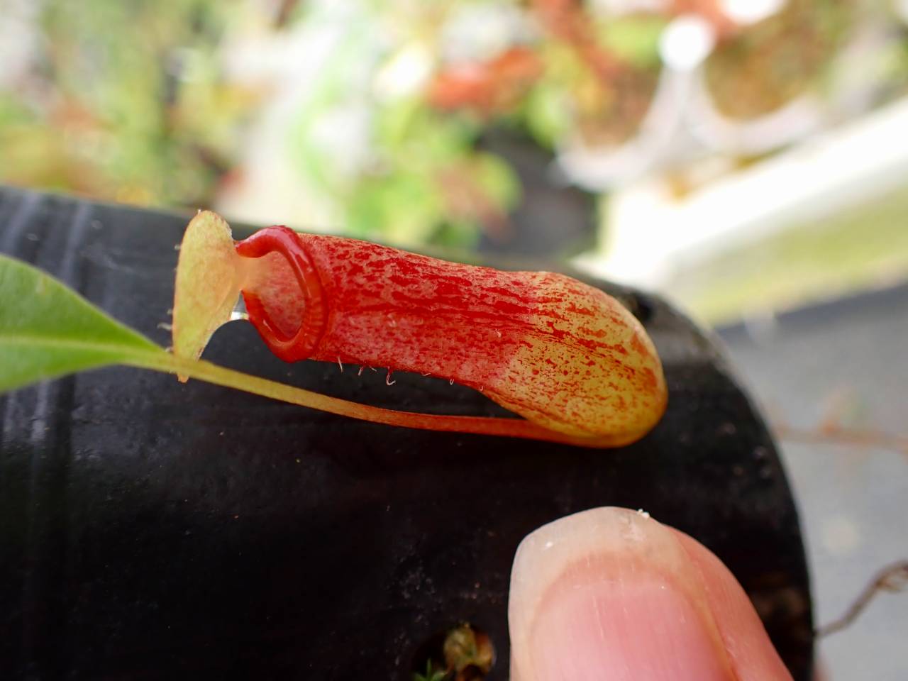 KONTON ENDICIA TURQUOISE L130 プランター KONTON ENDICIA TURQUOISE