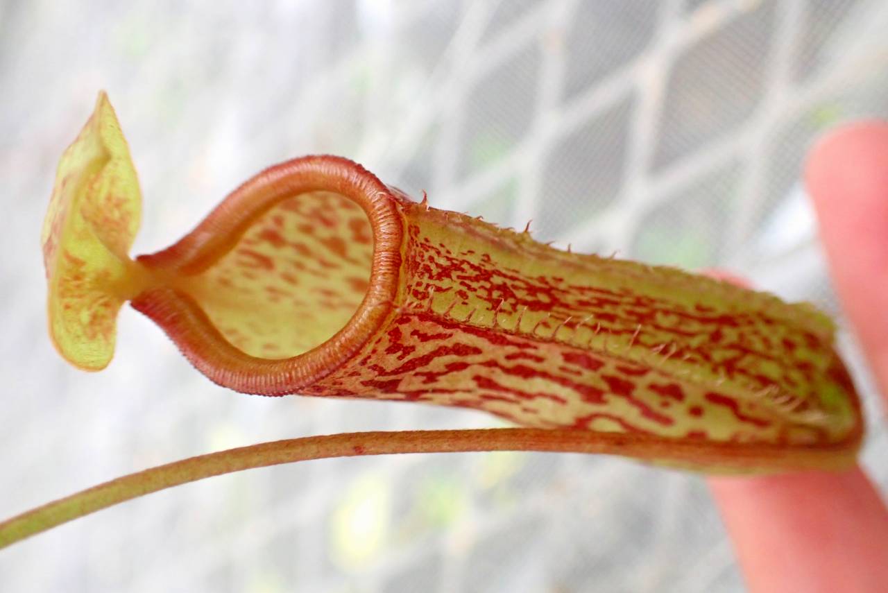 SantaMariaNobella ACQUA カキカキ SantaMariaNobella ACQUA カキカキ様専用