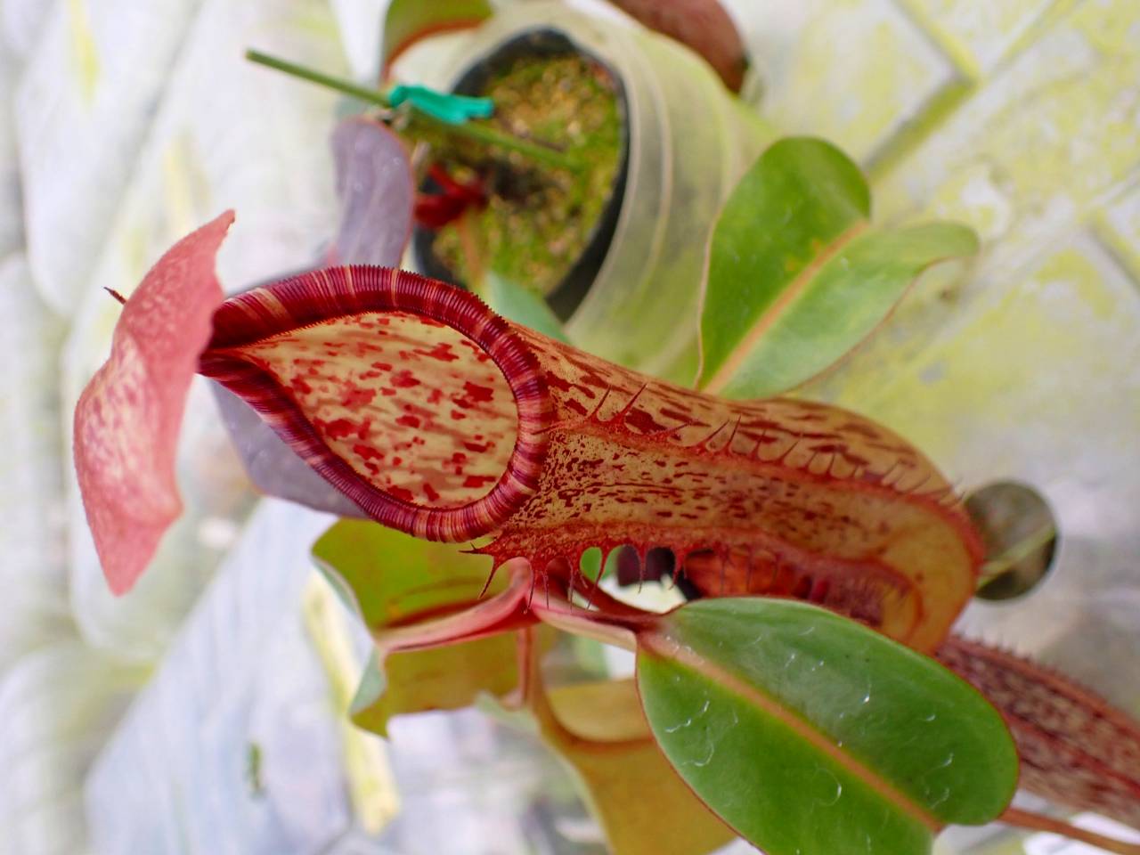 G654 1-4 #BBB N. boschiana x (truncata x campanulata) EP - Y's