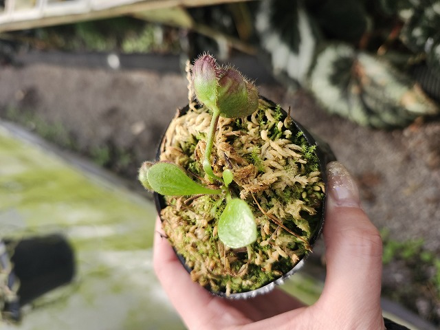 P283 1-1 Cephalotus follicularis `German Giant' C.C - Y's Exotics