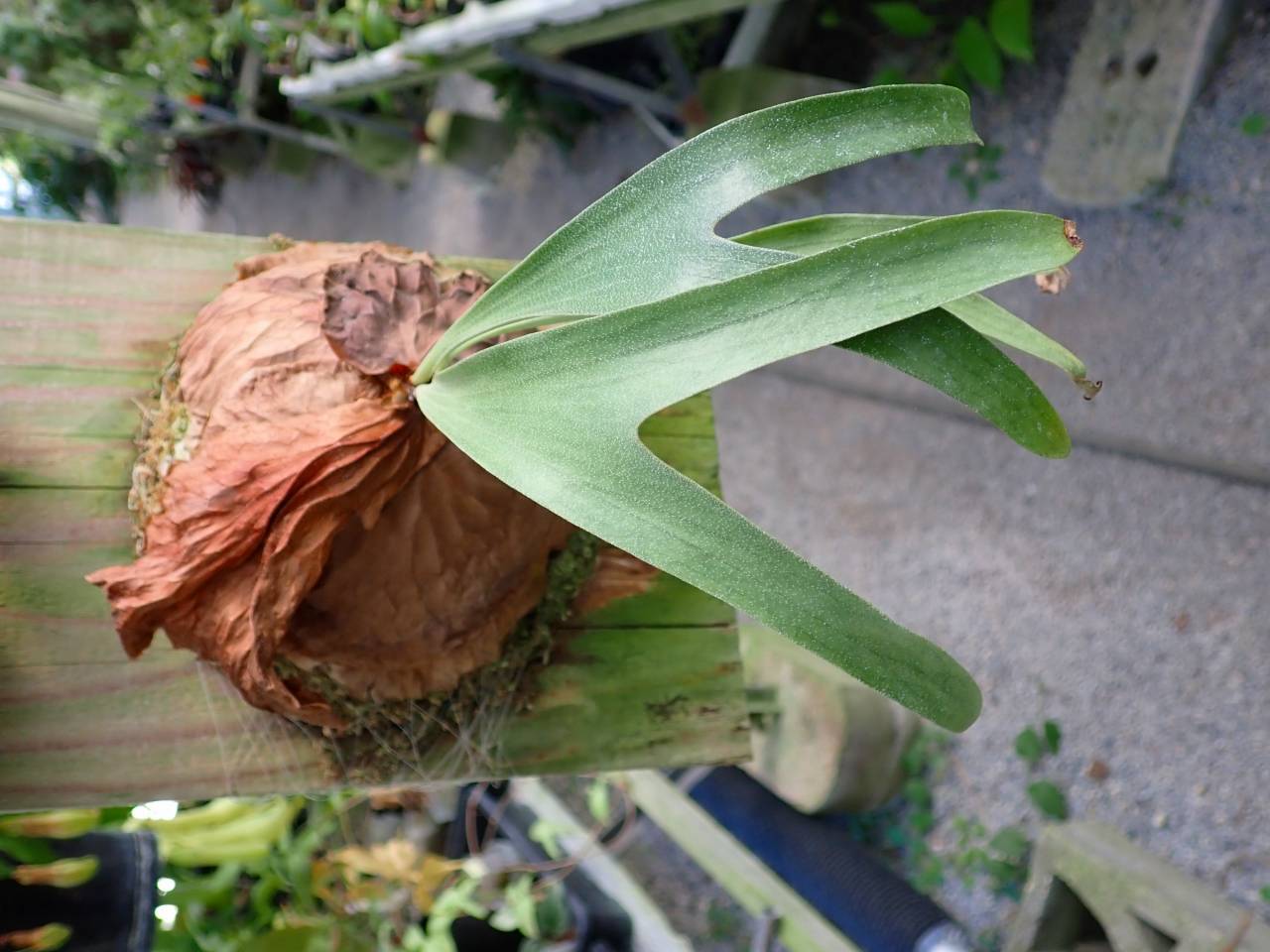 Y973 3-2 Platycerium Dawboy THW - Y's Exotics （山田食虫植物農園）