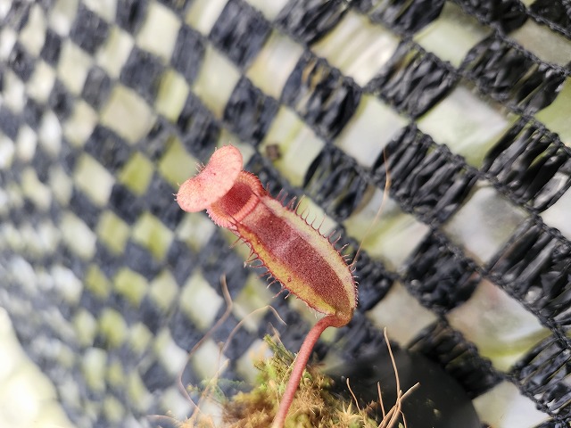 E598 1-4 N. rajah x edwardsiana #NNN - Y's Exotics （山田食虫植物