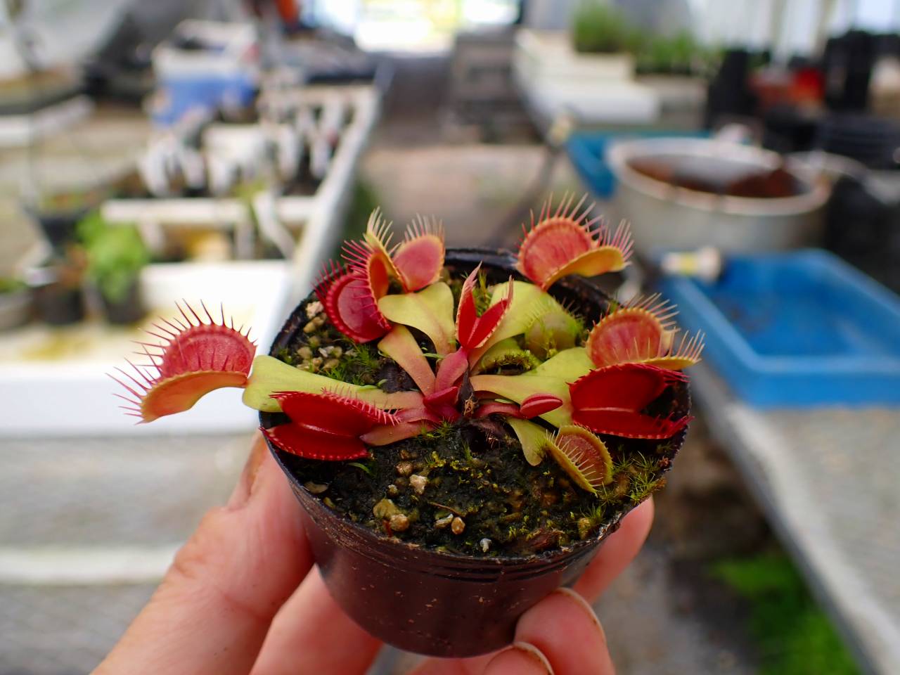 アメジストの(八)五鈷杵 Y278 4-1 Dionaea muscipula 鈴木系 実生 - Y's Exotics （山田食虫