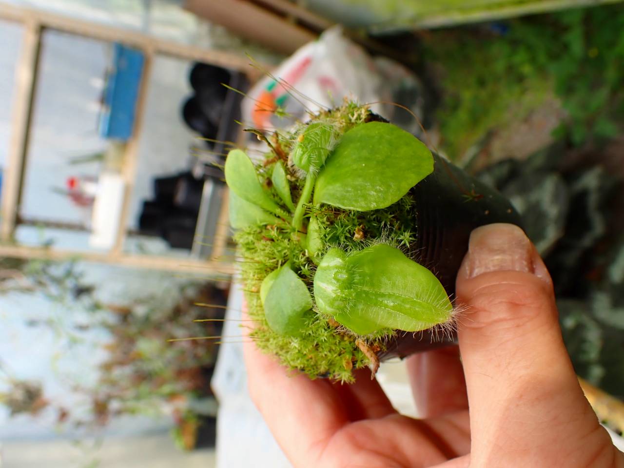 E203 1-1 Cephalotus follicularis GS - Y's Exotics （山田食虫植物農園）