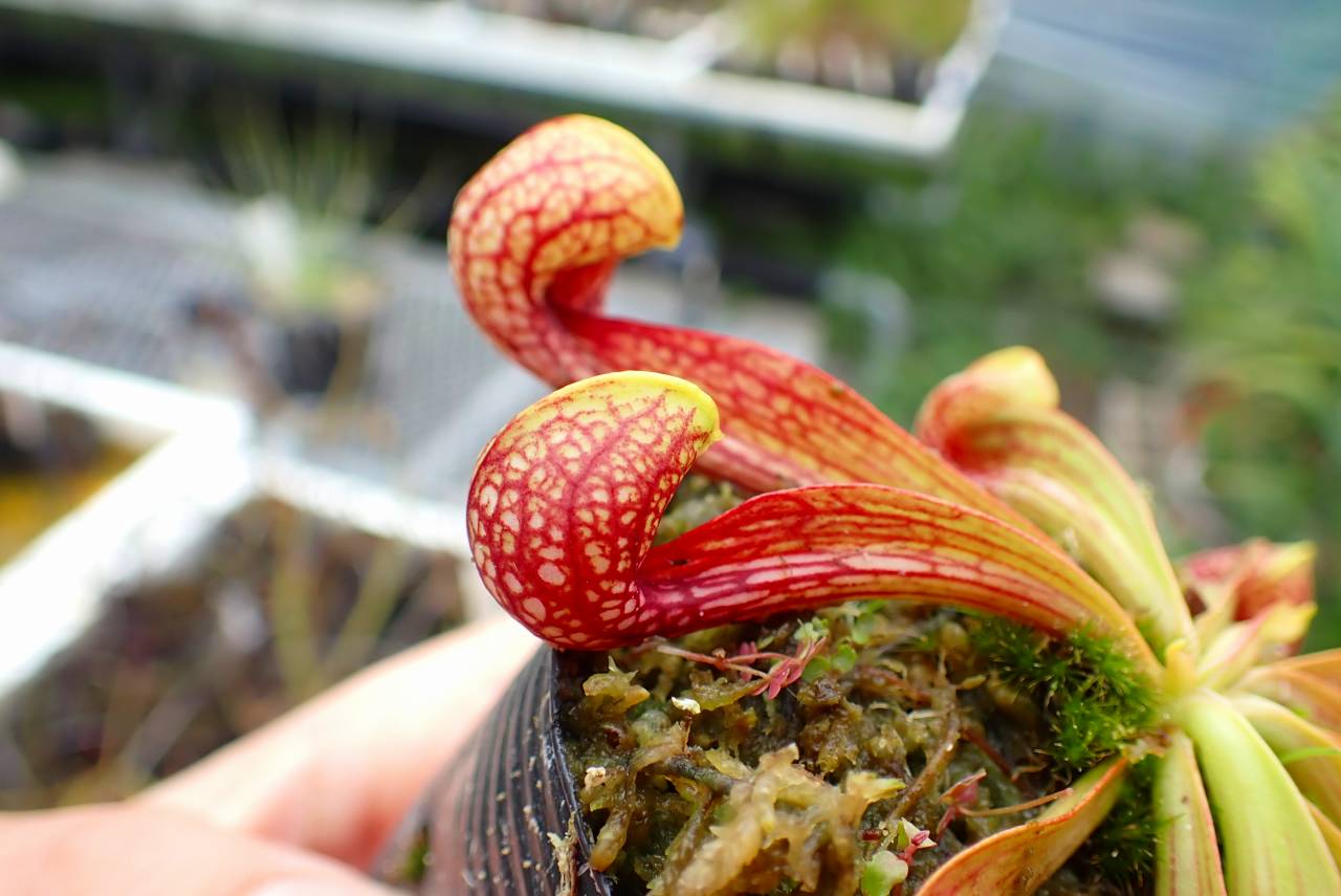 G783 4-1 S. psittacina SWC | Y's Exotics （山田食虫植物農園）