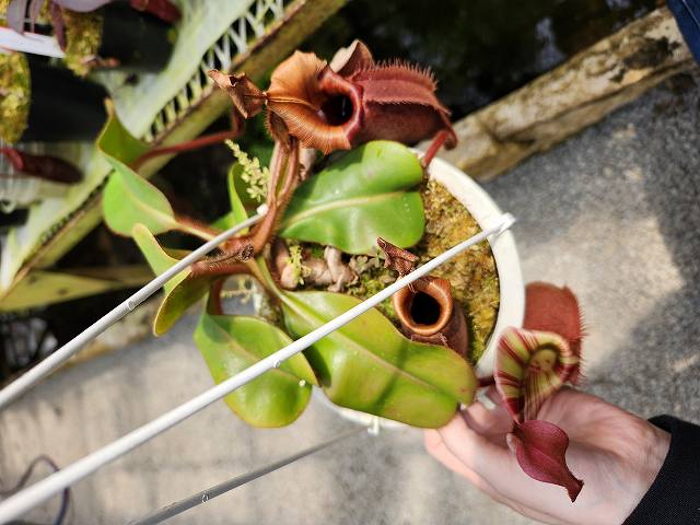 G641 1-2 N. veitchii H/L Murud Y's Lab | Y's Exotics （山田