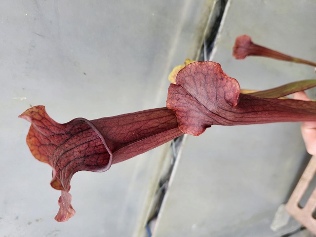 R377 2ura S. Hybrid Y's - Y's Exotics （山田食虫植物農園）