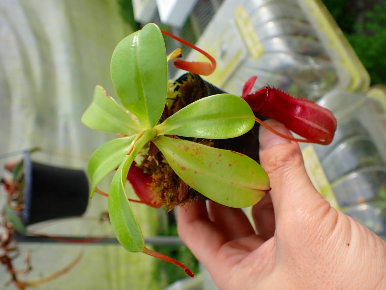 Y513 1-4 N. ventricosa quezon x xharryana Tambuyukon #NNN - Y's