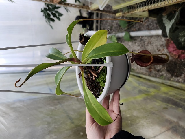 R456 1-4 N. jaquelineae x lowii #NNN - Y's Exotics （山田食虫植物