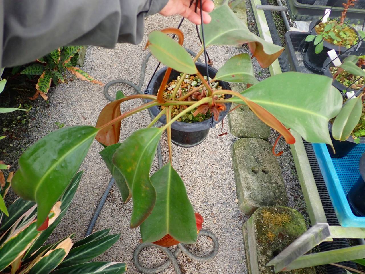 Y628 3-1 #BBB N. truncata x peltata Y's - Y's Exotics （山田食虫
