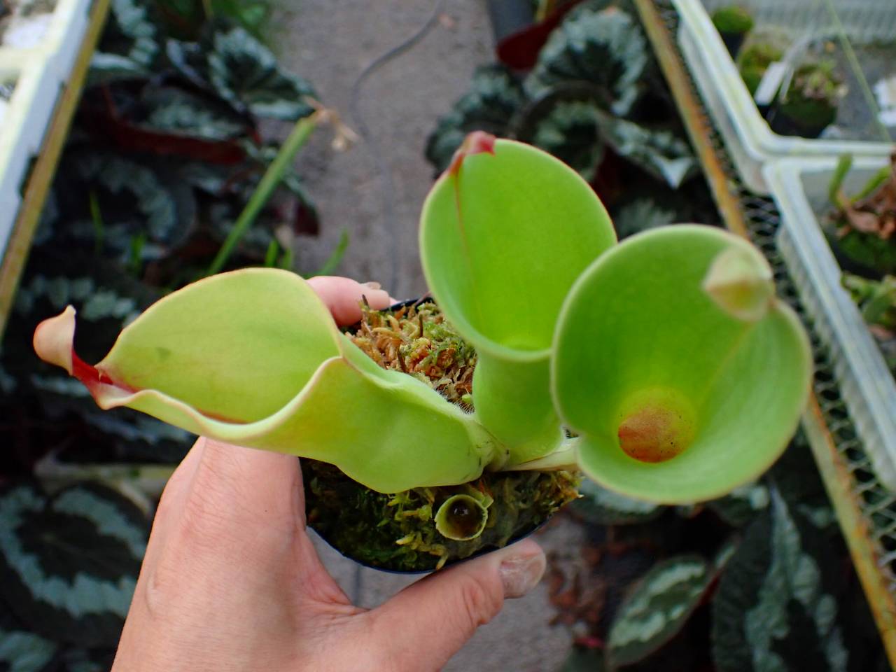 Y231 1-1 H. heterodoxa x minor Cedric - Y's Exotics （山田食虫植物