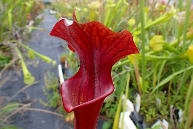 P859 S. Moorei SXM500 Cedric | Y's Exotics （山田食虫植物農園）