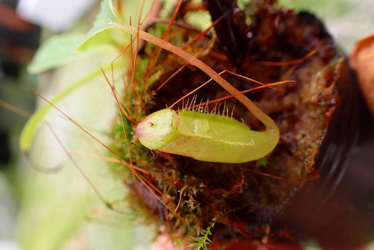 E223 1-3 N. jamban x lowii #NNN | Y's Exotics （山田食虫植物農園）