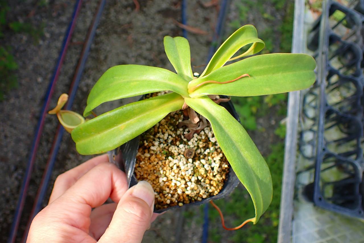 P179 4-1 N. xmerrilliata (giant) wild TH | Y's Exotics