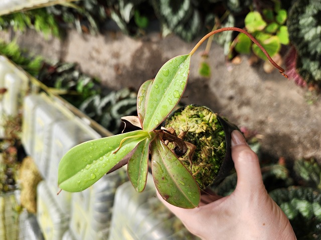 食虫植物N. xtrusmadensis AW clone:3 食虫植物N. xtrusmadensis AW