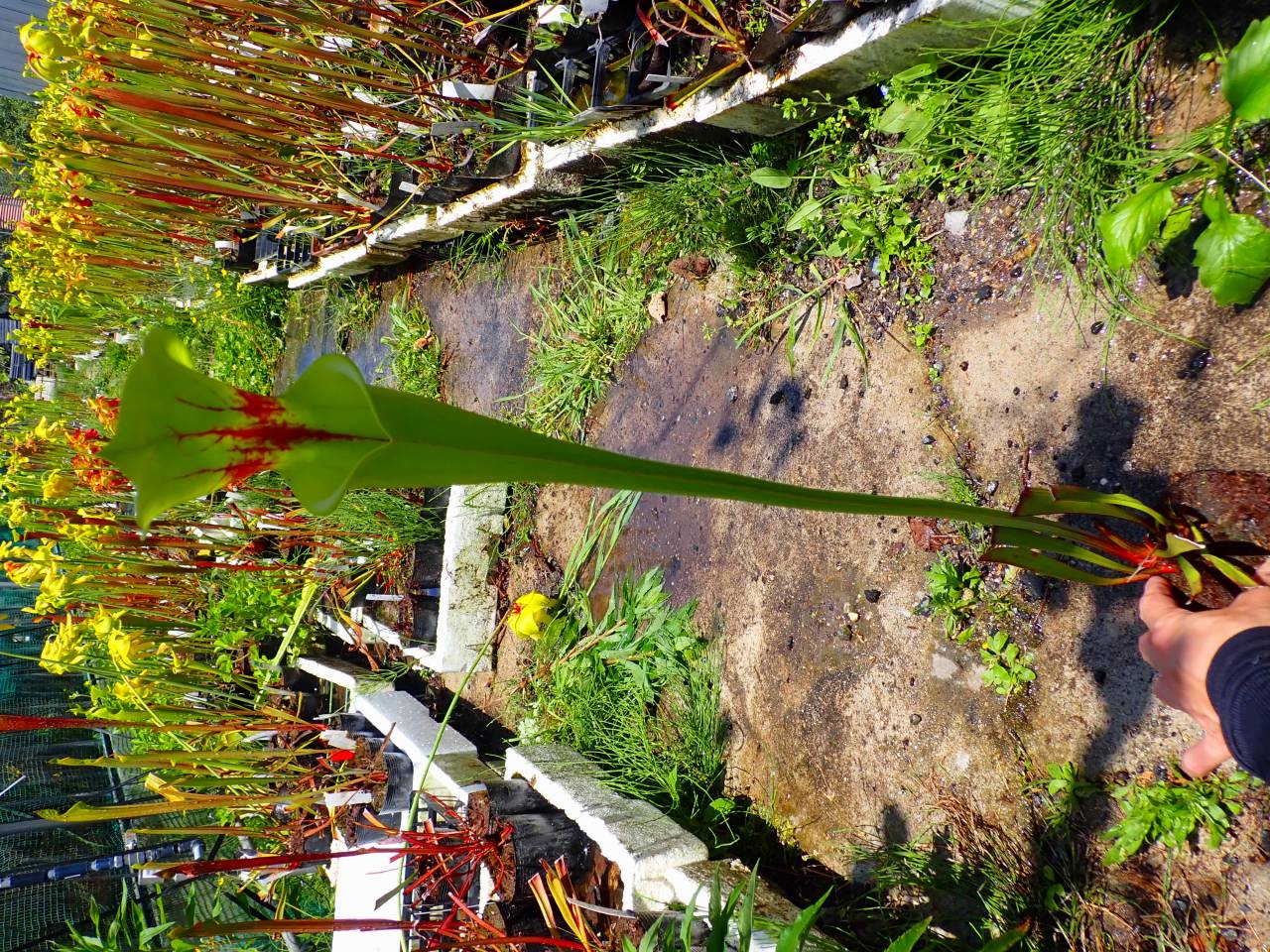 E261 S. flava var. rubricorpora [RCP1 x atropurpurea, Blodwak