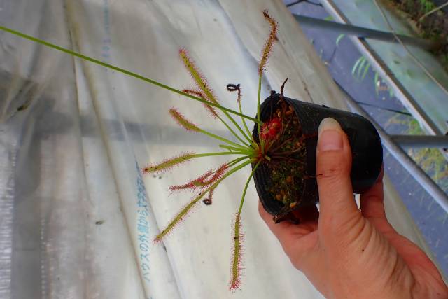 Microcyphus rousseaui ウニ 殻 大