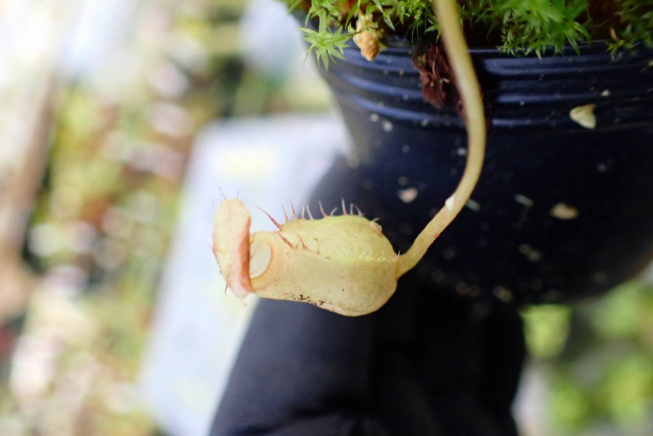 G154 1-4 [YA-100] N. sibuyanensis Y's Lab - Y's Exotics （山田食虫