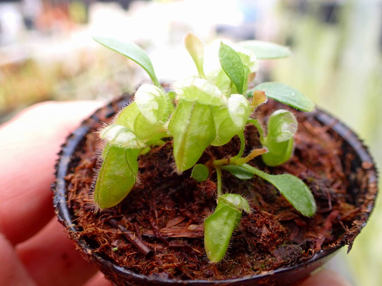 R130 1-1 [YA-30] Cephalotus follicularis Giant Y's Lab - Y's