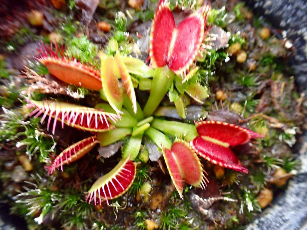 G294 4-1 Dionaea muscipula B52 Y's Lab - Y's Exotics （山田食虫