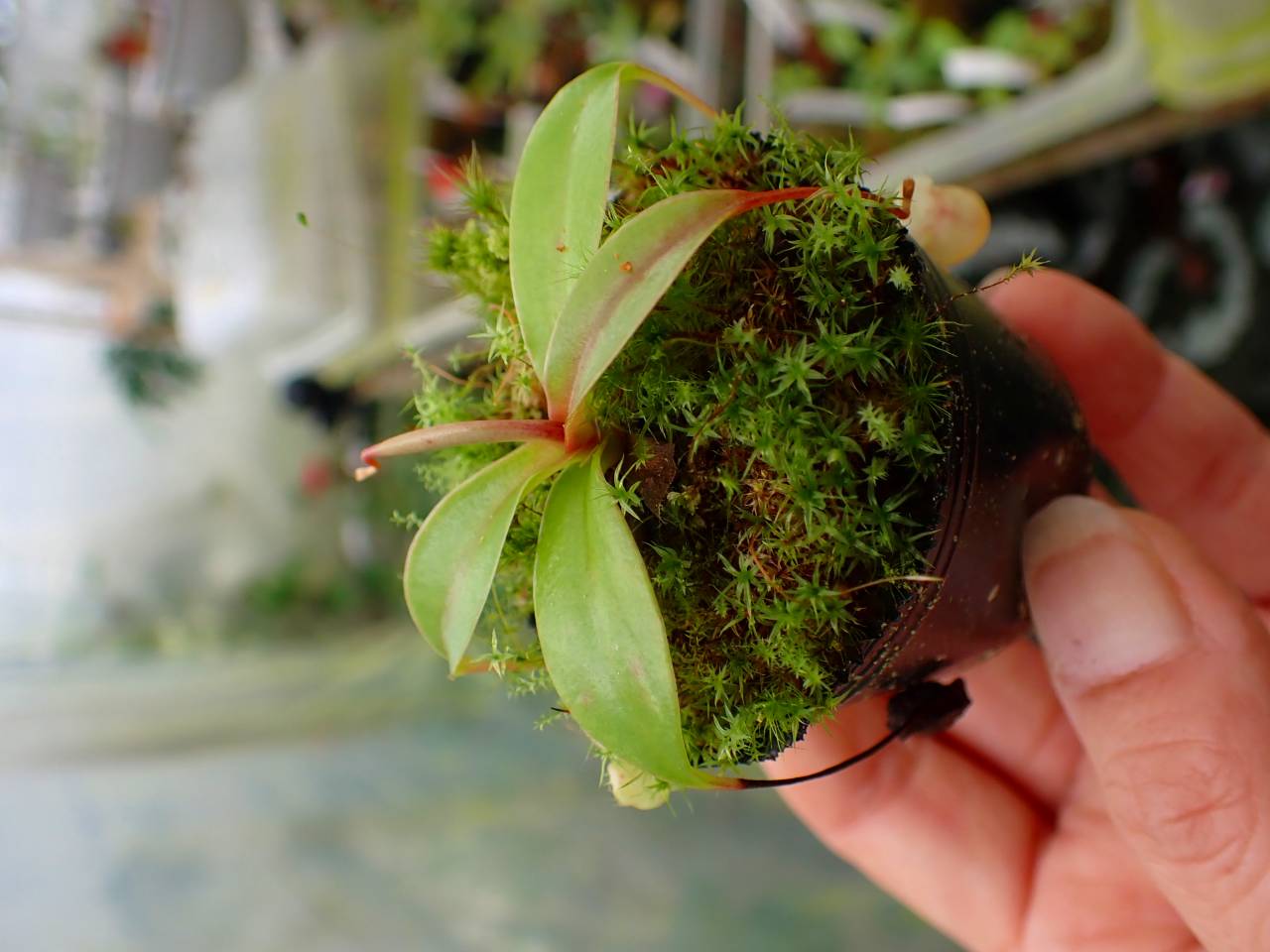 P665 1-4 [YA-100] N. sibuyanensis Y's Lab | Y's Exotics