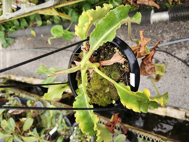 FAP 植物様 リクエスト 2点 まとめ商品 ふぁー様 リクエスト 2点 まとめ商品 リクエスト 2点 まとめ商品 ZX様