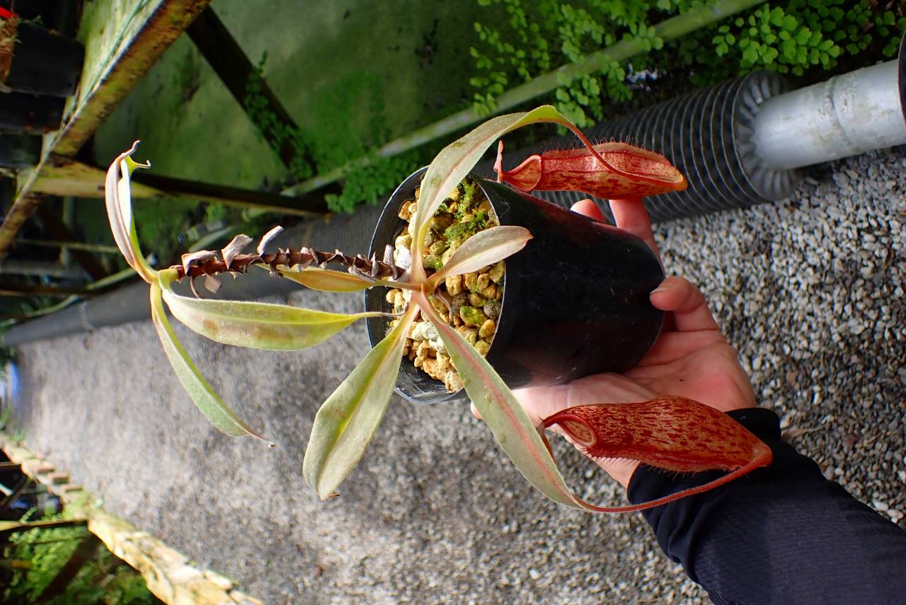 パルナシウス・スタウディンガー（1メス、ロシア） R132 1-3 N. Balmy Koto 一正園 | Y's Exotics （山田食虫植物農園）