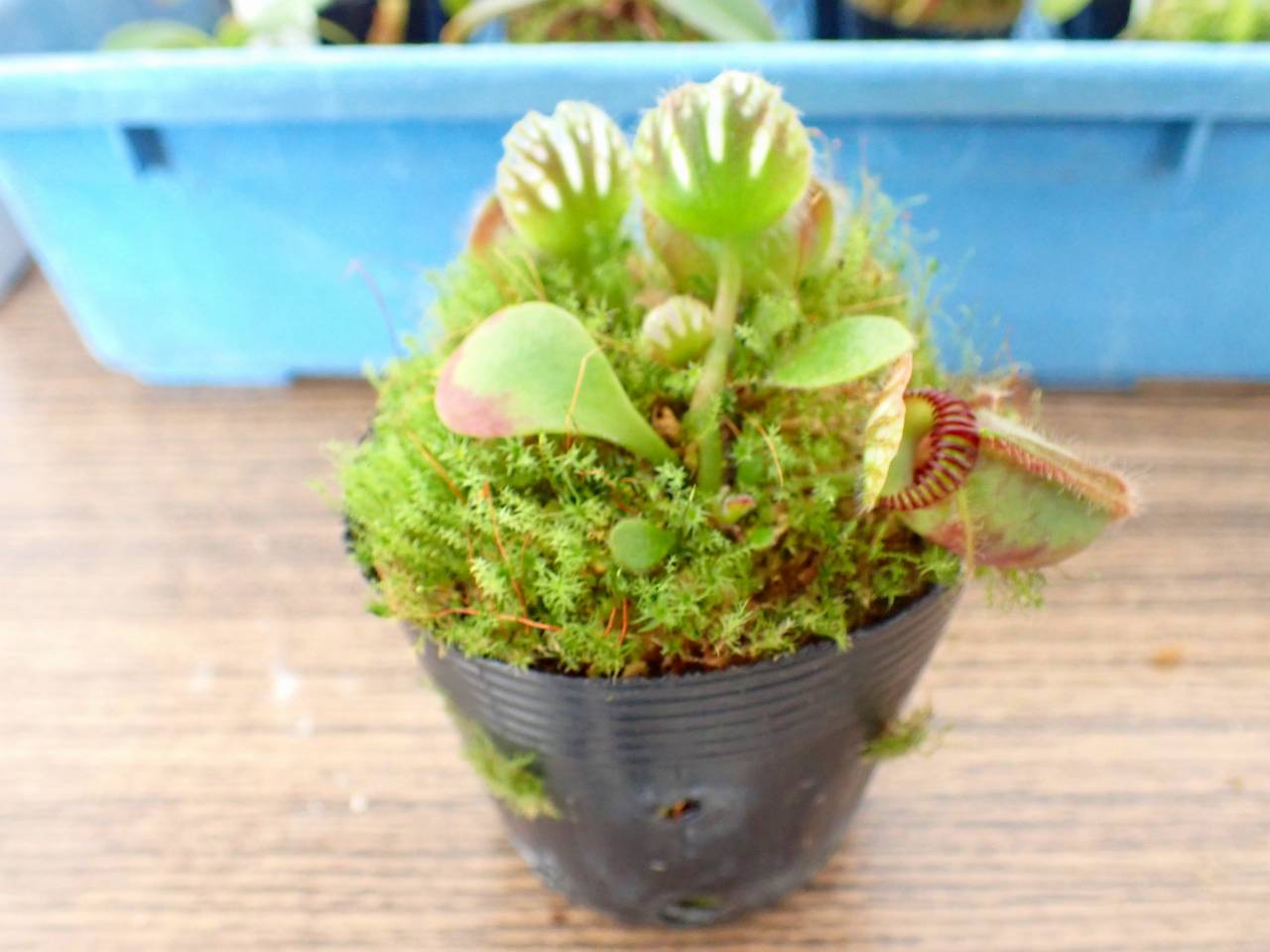 J244 1-2 Cephalotus follicularis 'Big Boy ' Cedric - Y's Exotics