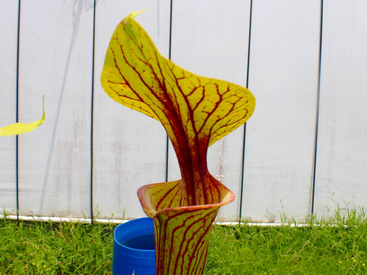 R554 S. flava var. ornata Apalachicola Nat. Forest Fla MK - Y's