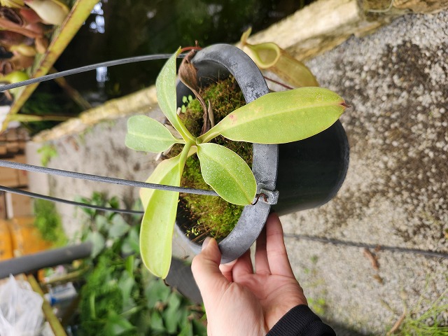 G945 1-3 N. burbidgeae x sibuyanensis BE - Y's Exotics （山田食虫