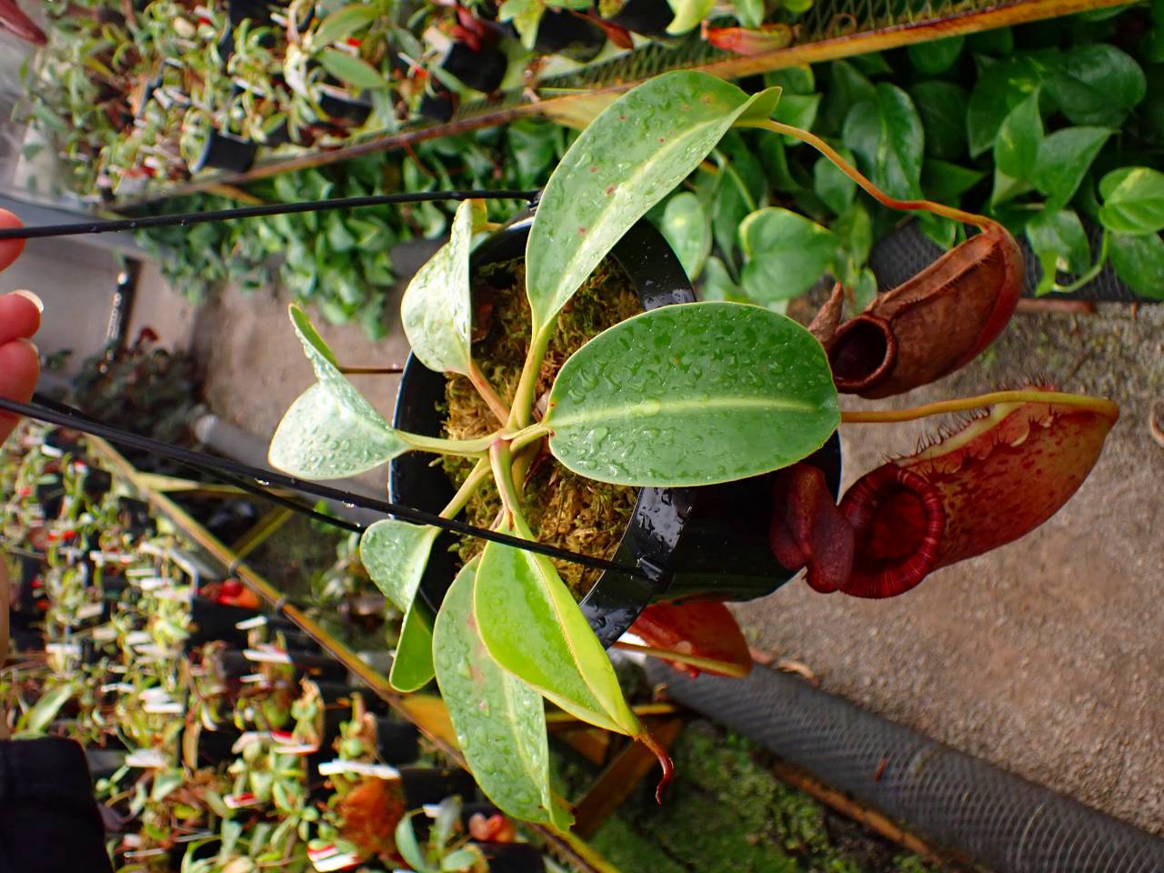 G642 1-4 N. peltata yellow phantom x lowii #NNN - Y's Exotics