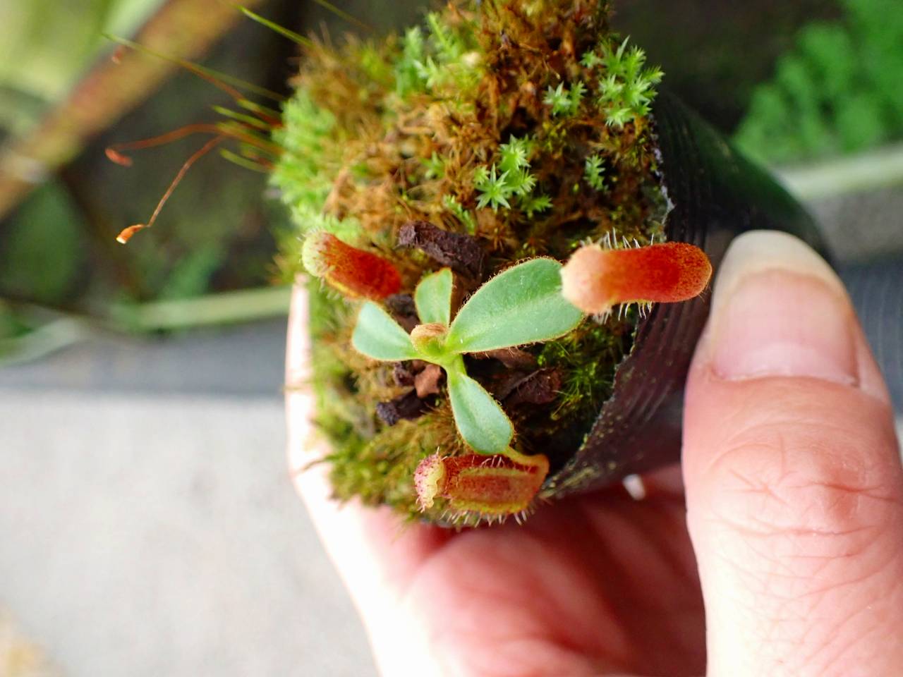 G877 1-3 #BBB N. (truncata x ephippiata) x lowii konan - Y's